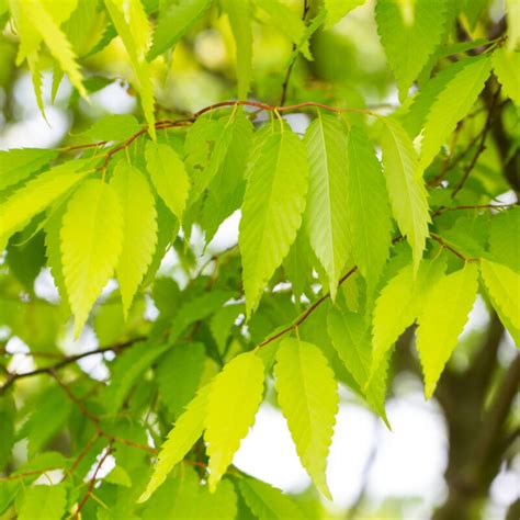 kiwi sunset zelkova|ZELKOVA SER KIWI SUNSET